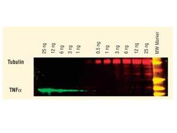 Dylight conjugated antibody - Western Blot