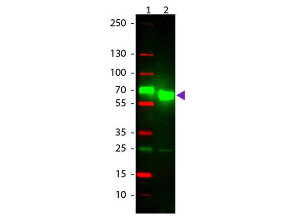 Rat IgA (alpha chain) Antibody Texas Red™ Conjugated