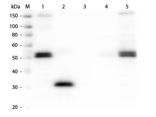 Rat IgG Fc Antibody Biotin Conjugated
