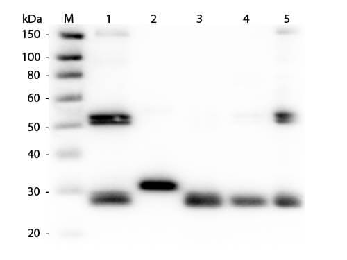 Rat IgG (H&L) Antibody Biotin Conjugated Pre-Adsorbed