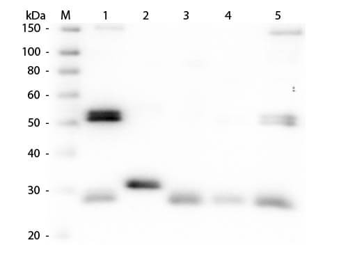 Rat IgG (H&L) Antibody
