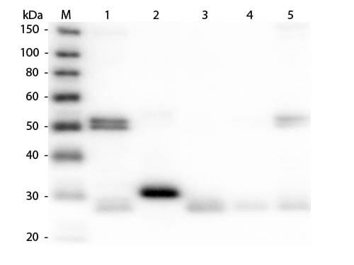 Rat IgG (H&L) Antibody Rhodamine Conjugated