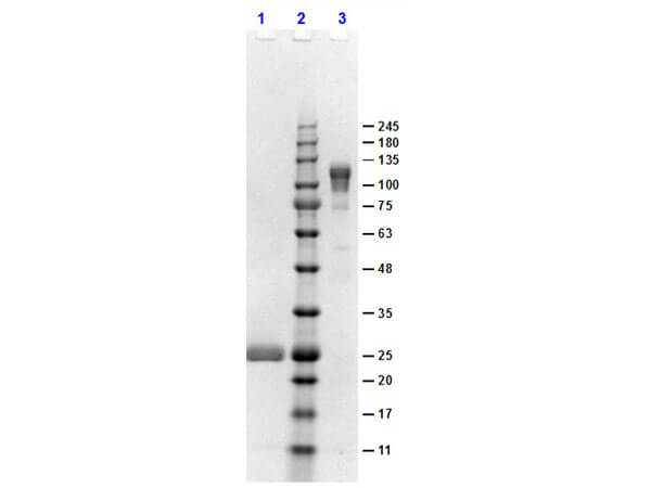F(ab')2 Rabbit IgG Fc Antibody