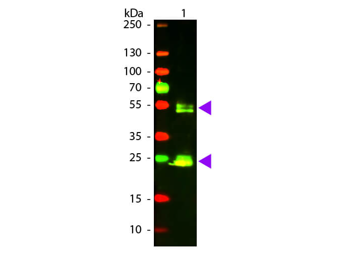 F(ab')2 Rat IgG (H&L) Antibody Texas Red™ Conjugated