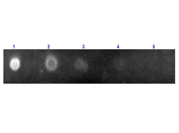 Fab Rabbit IgG (H&L) Antibody Rhodamine Conjugated