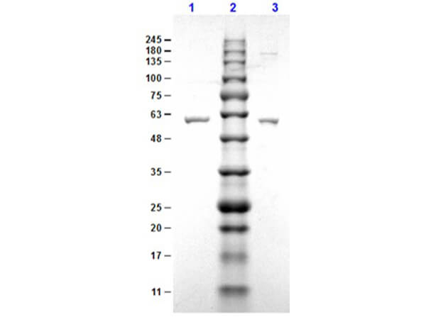 ErpN/OspE Control Protein