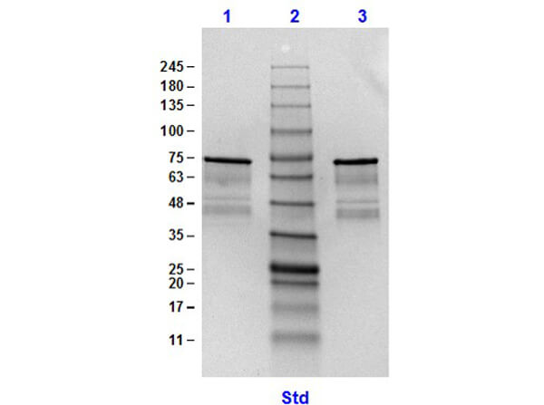 Surface Lipoprotein p27 Control Protein