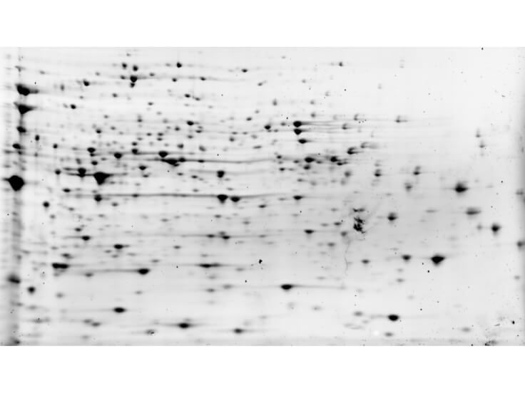 2D Western Blot of E.coli HCP Control Protein