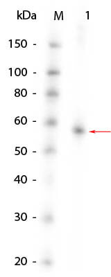 AKT1 (phosphatase treated) Human Recombinant Protein