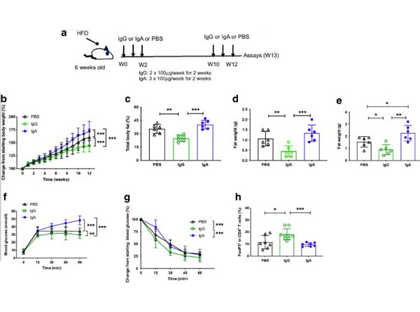 Assay using Mouse IgA