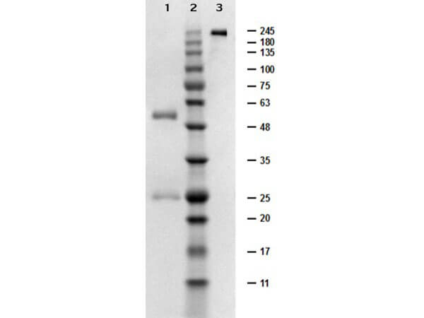 Low Endotoxin Control Mouse IgG