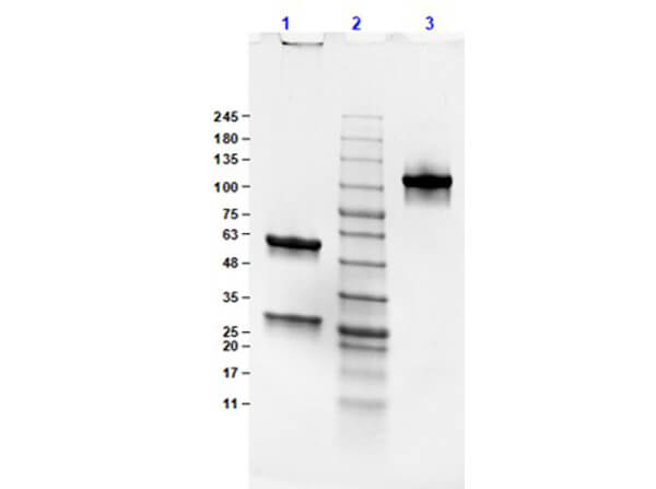 Mouse IgG2b Lambda Isotype control