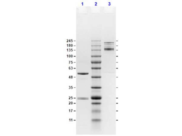 SDS-PAGE Results of Mouse IgG2a Isotype Control