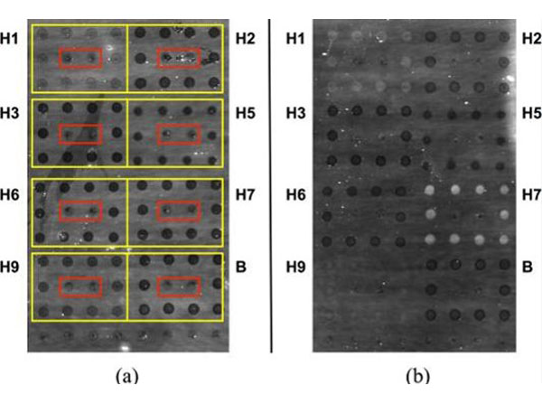 Dot Blot using Mouse IgG Fc
