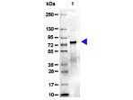 Mouse Transferrin