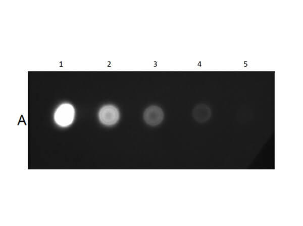 Mouse IgG2a isotype control Fluorescein