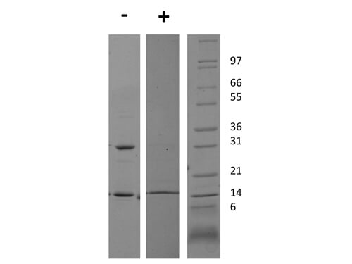 SDS-PAGE of Rat Interferon gamma Recombinant Protein