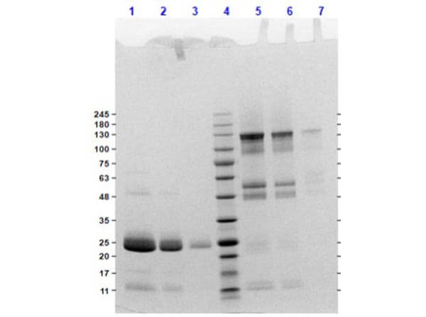 Rat IgG F(ab')2
