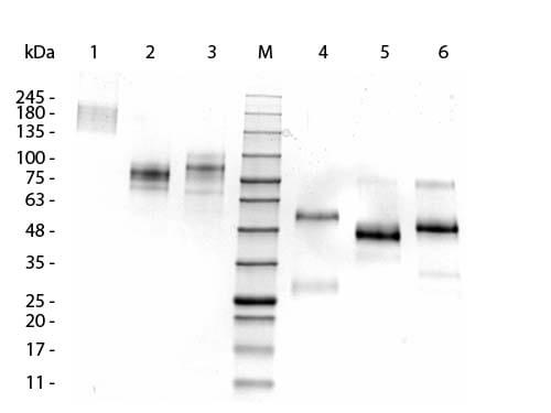 Llama IgG3 isotype control