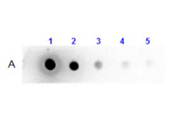 Llama IgG2 isotype control Biotin