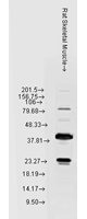Hsp22 Western Blot