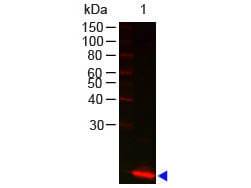 Lysozyme Antibody
