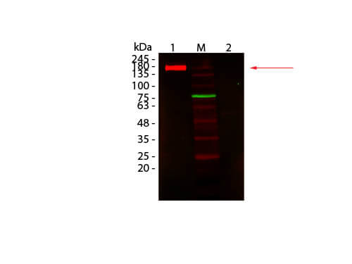 Fluorescent TrueBlot®: Anti-Rabbit IgG DyLight 680 Conjugated - Western Blot
