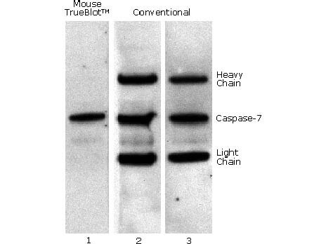 Fluorescent TrueBlot®: Anti-Mouse Ig Fluorescein