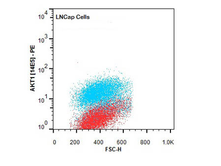 AKT1 PE Antibody