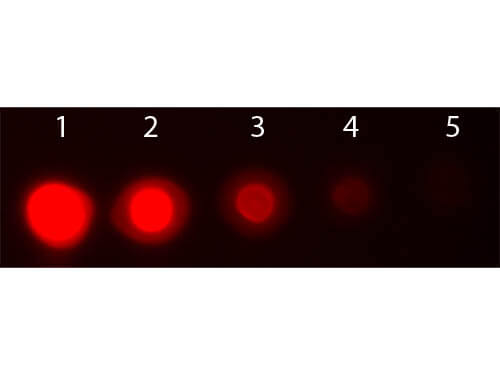 AKT3 Phycoerythrin Conjugated Monoclonal Antibody - Dot Blot