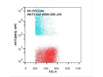 AKT3 APC Antibody