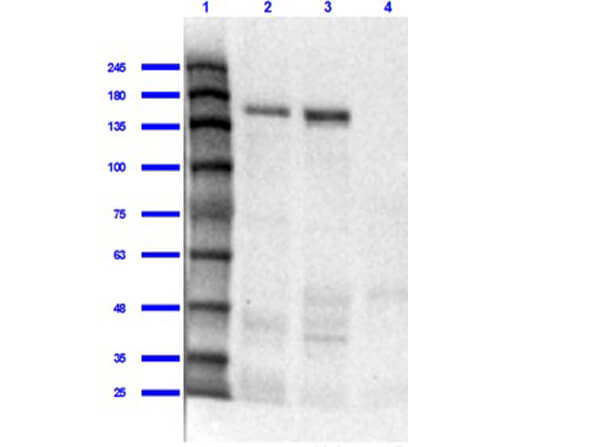 Western Blot of Rabbit Anti-Jagged 1 Antibody