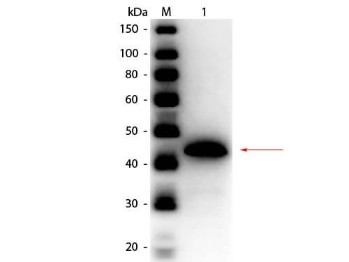 Alcohol Dehydrogenase Antibody Peroxidase Conjugated