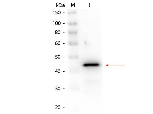 Alcohol Dehydrogenase Antibody Biotin Conjugated
