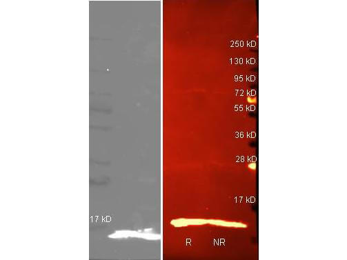 Lysozyme Antibody Biotin Conjugated