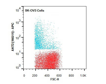 AKT2 APC Antibody