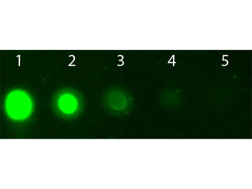 AKT2 Allophycocyanin Conjugated Monoclonal Antibody - Dot Blot