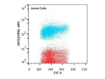 Flow Cytometry of Rat anti-AKT2 antibody.
