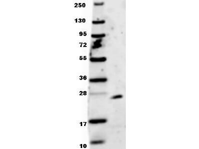 IL-35 EBI3 Antibody