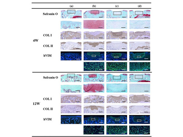Immunostaining using Normal Goat Serum