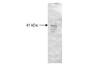 Bovine/Calf Plasma Sterile In Sodium Citrate