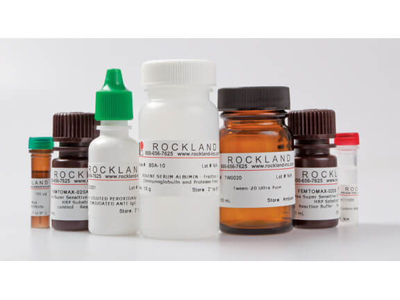 Chemiluminescent Western Blot Kit