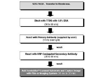 Flow Diagram for Chemiluminescent Western Blot Procedure