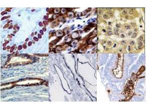 Blocking Buffer, Serum and Azide Free - Immunohistochemistry