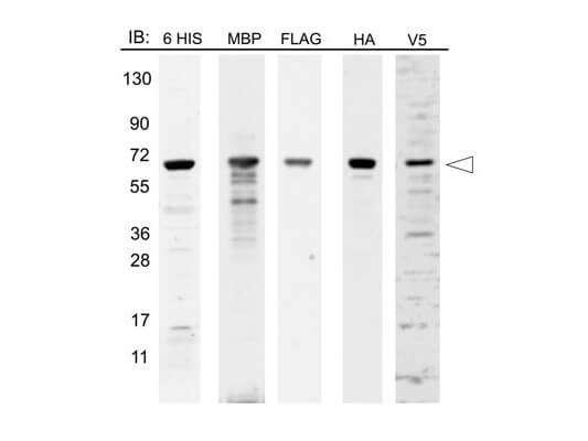 12 Epitope Tag Control Lysate (MBP)