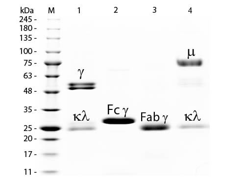 Rat IgG F(ab')2 Fluorescein