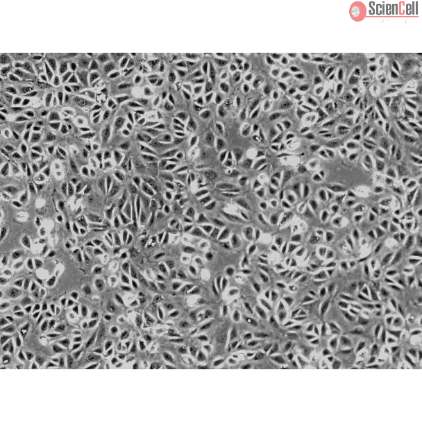 Rat Renal Proximal Tubular Epithelial Cells (RRPTEpiC) - Phase contrast, 100x. 