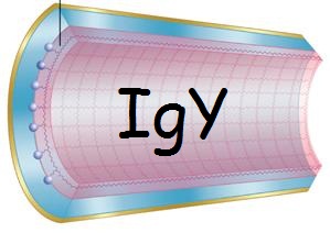 Purifications spécifiques pour IgY