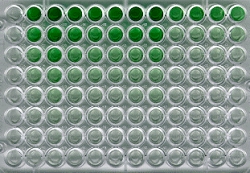Validation d'anticorps en ELISA