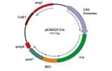 Plasmides d'expression recombinase